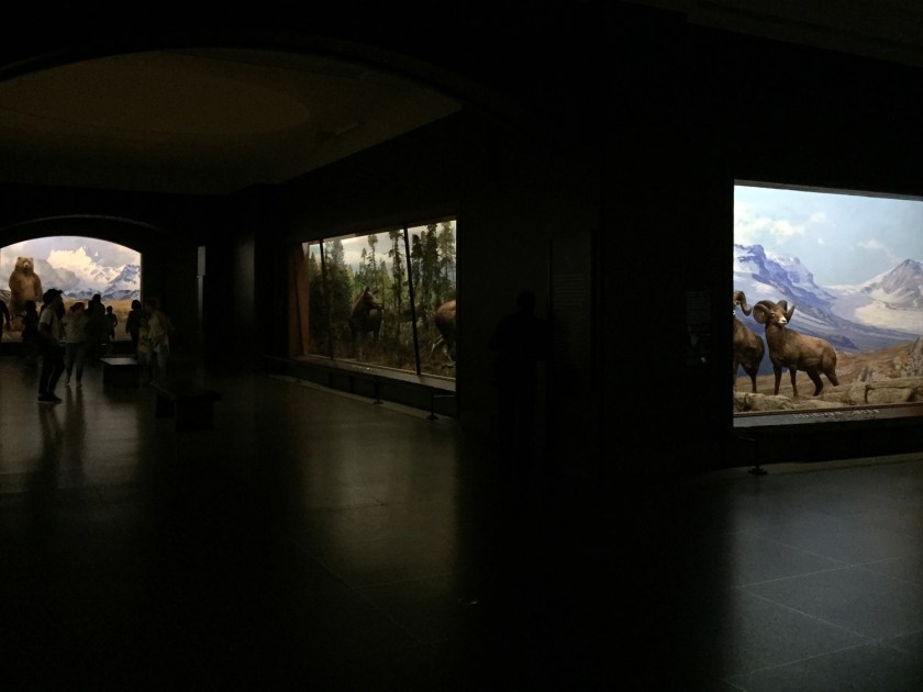 Animais empalhados em representações de seus habitats naturais