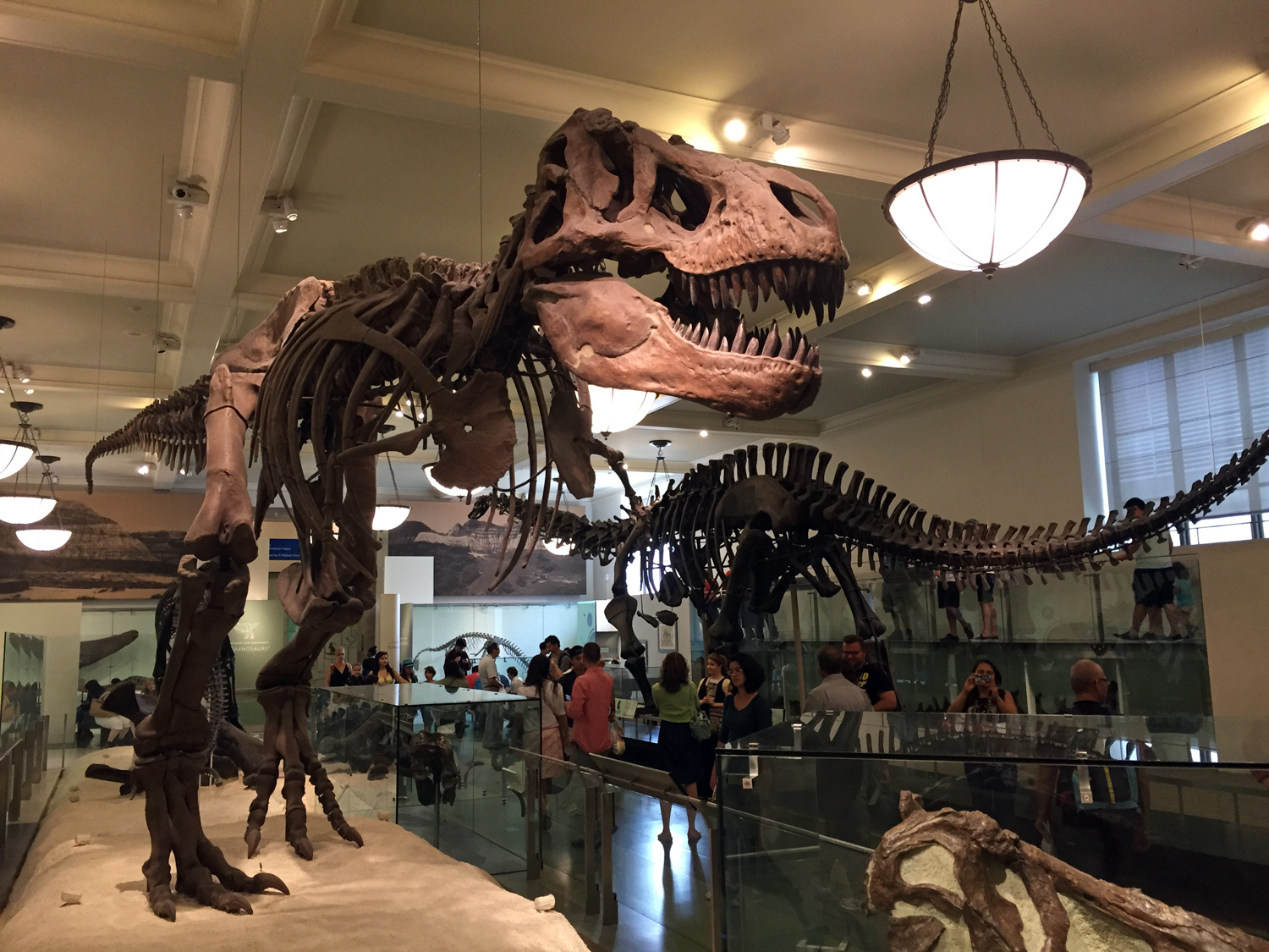 Fósseis do tiranossauro rex e outros animais pré-históricos