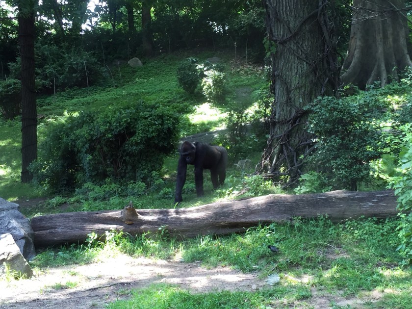 Congo Gorilla Forest
