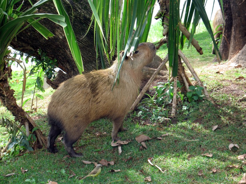 Capivaras na orla da Lagoa da Pampulha