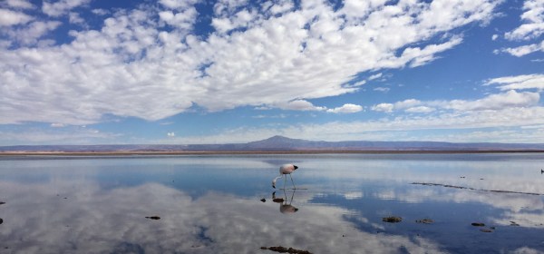 Flamingo no Salar de Atacama