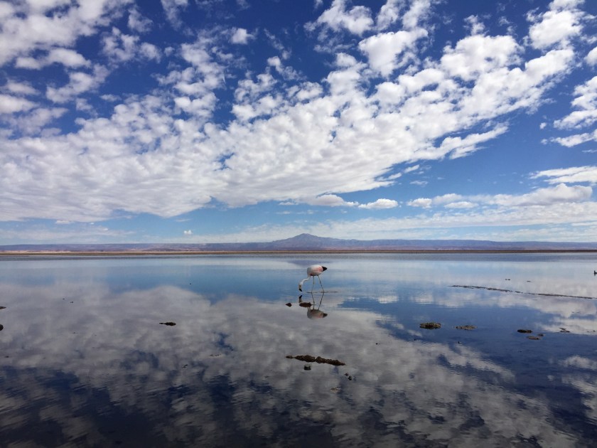 Flamingo no Salar de Atacama