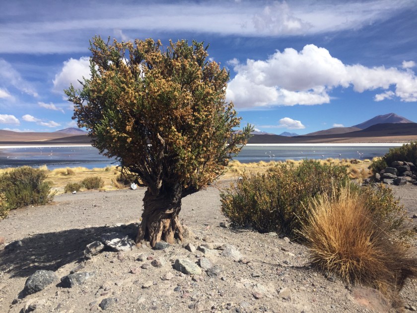 Árvore às margens da Laguna Cañapa