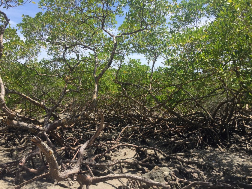 Morro de São Paulo, Ilha da Saudade manguezal