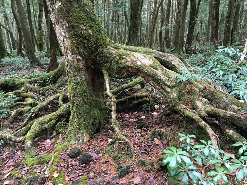 Aokigahara – A Floresta dos Suicidas