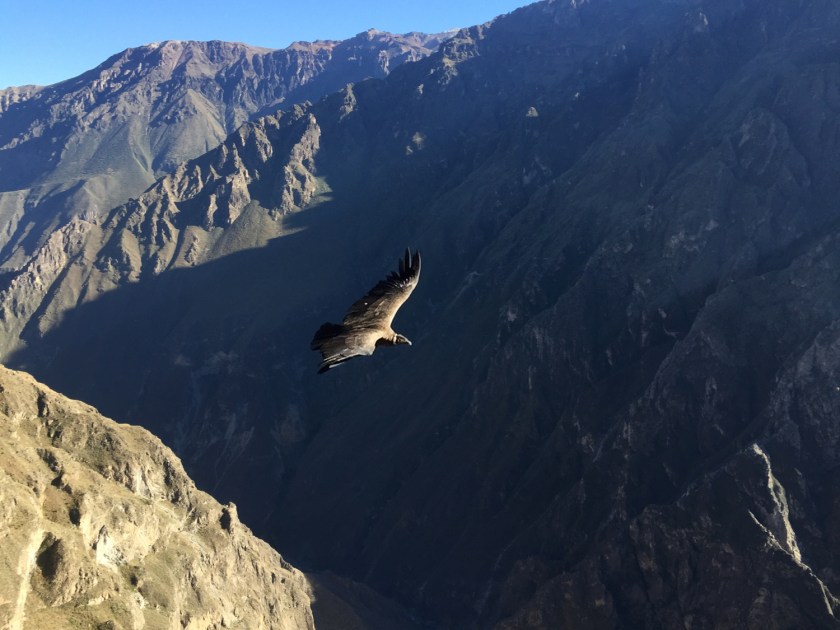 Voo do condor-dos-andes