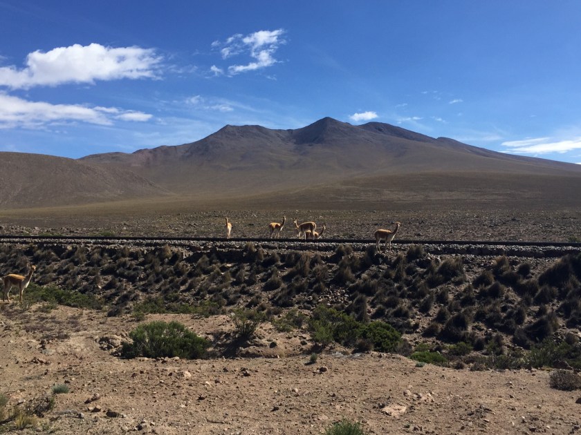Vicuñas