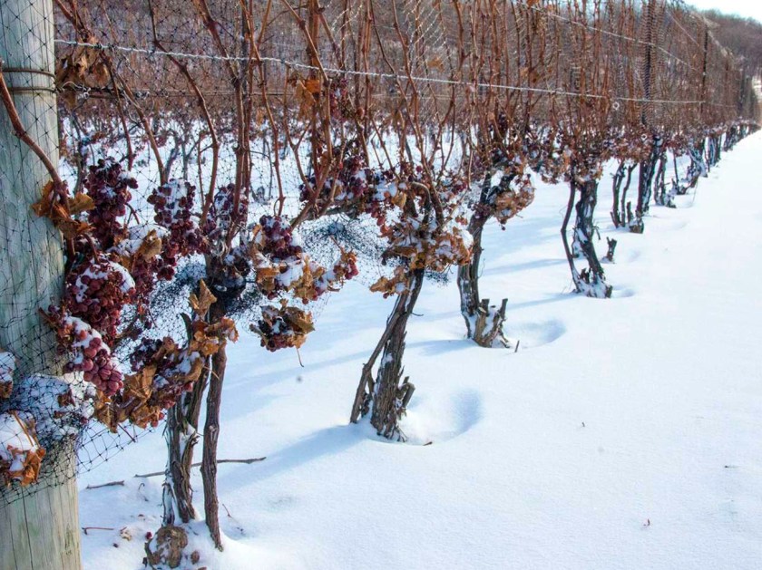 Videiras no inverno