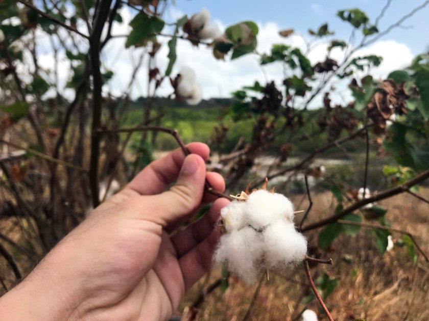 Ainda é possível encontrar pés de algodão pelas ruas