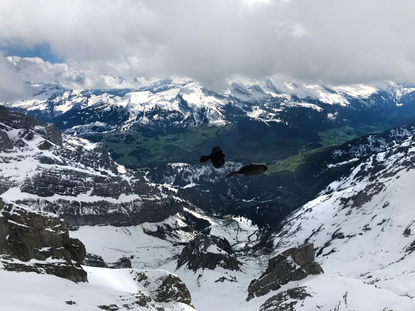 Pássaros sobrevoam as montanhas