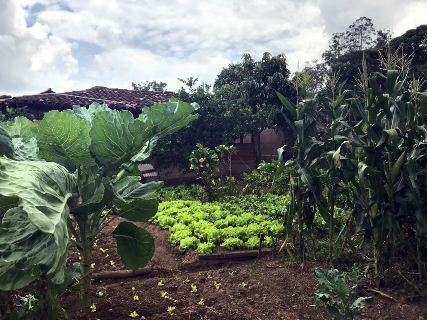 Horta nos fundos do restaurante