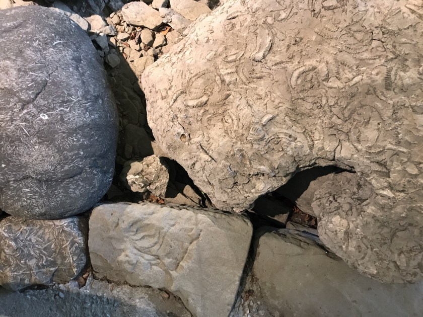 Marcas de animais e vegetais nas pedras