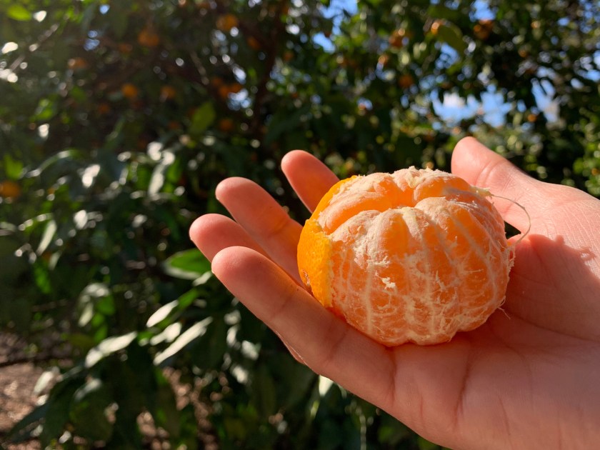 Fruta colhida da árvore no pomar