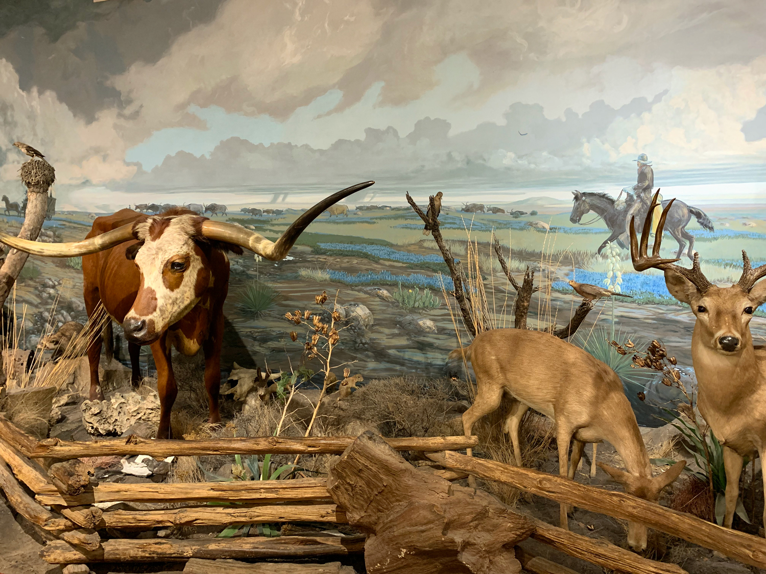 Exposição de animais empalhados