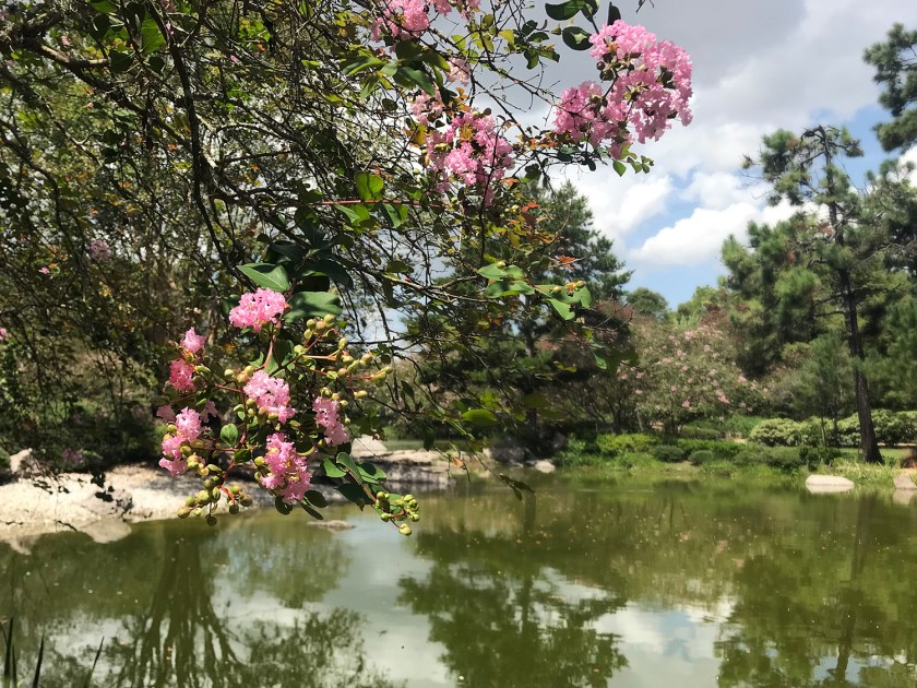 Árvores em floração