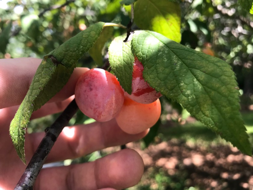 Árvores frutíferas