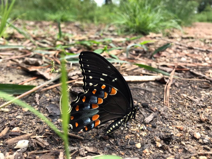 Animais selvagens em seu habitat natural
