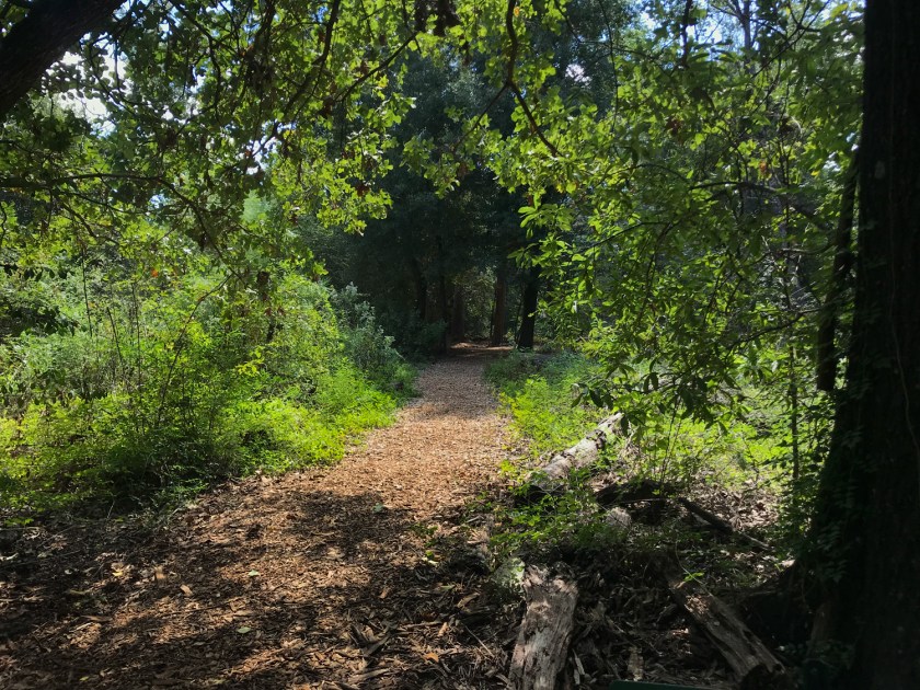 Uma das muitas trilhas no mato