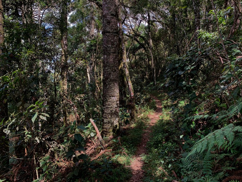 Trilha bem demarcada na mata