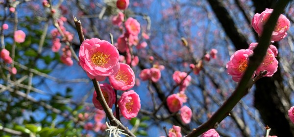 Zilker Botanical Garden