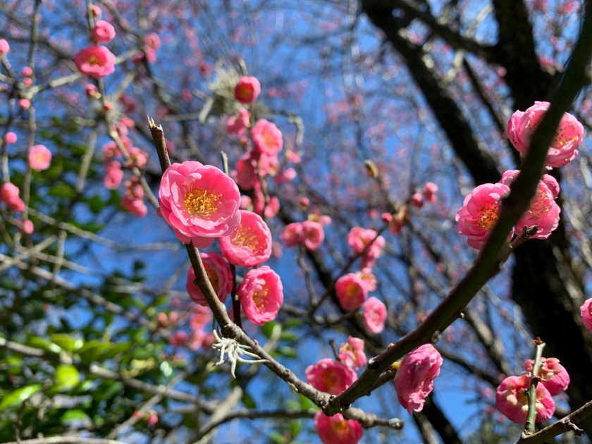 Zilker Botanical Garden