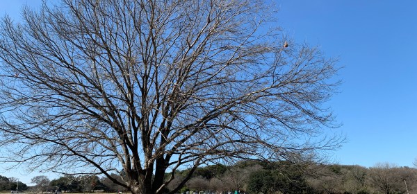 Zilker Metropolitan Park