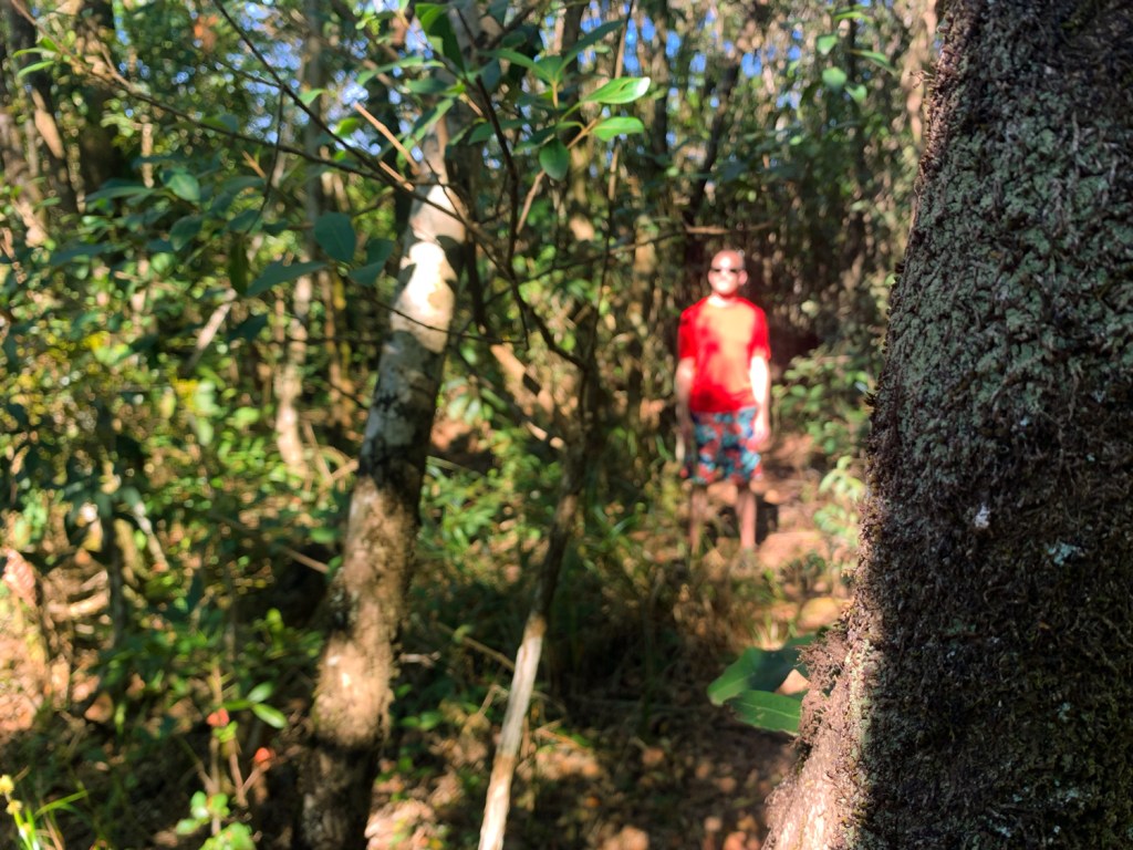 Uma floresta interna