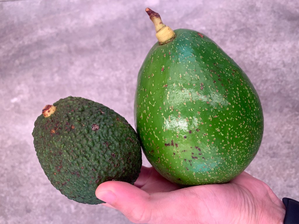 Avocado e abacate