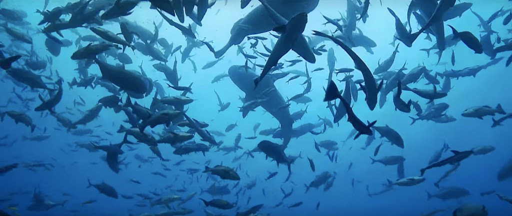 Atividade pesqueira de alta escala