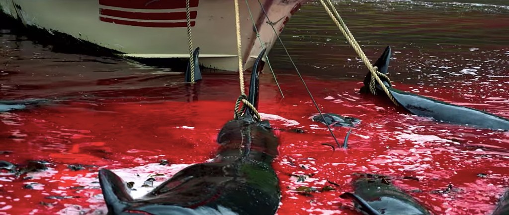 Mar vermelho de sangue