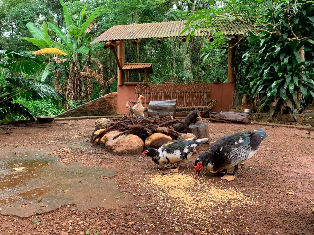 Animais soltos no jardim