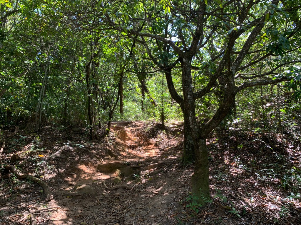 Trilha pela floresta