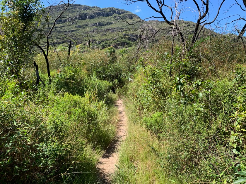 Mato tomando a trilha