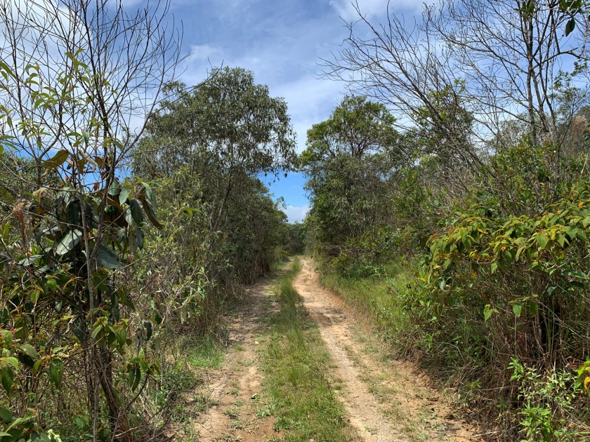 Estrada pela mata