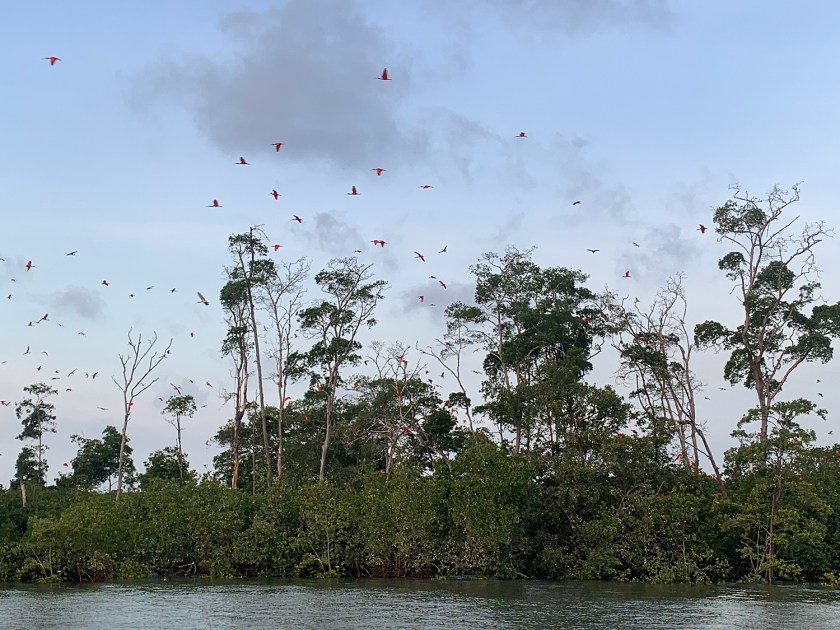 Circuito Revoada dos Guarás