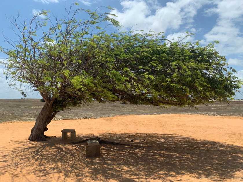 Barra Grande, transfer de parnaíba Árvore Penteada