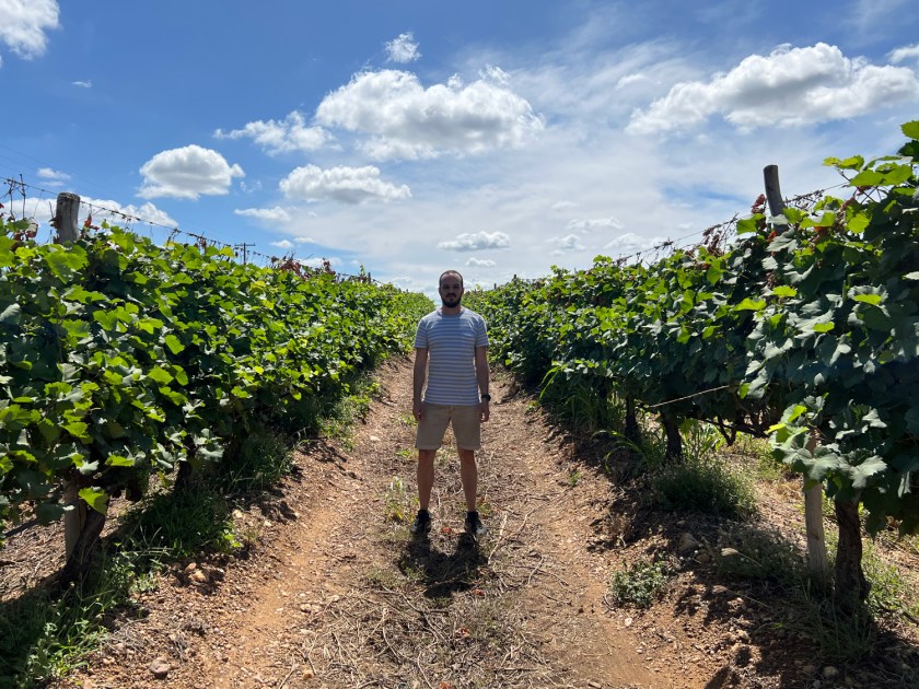 Diversos tipos de uvas