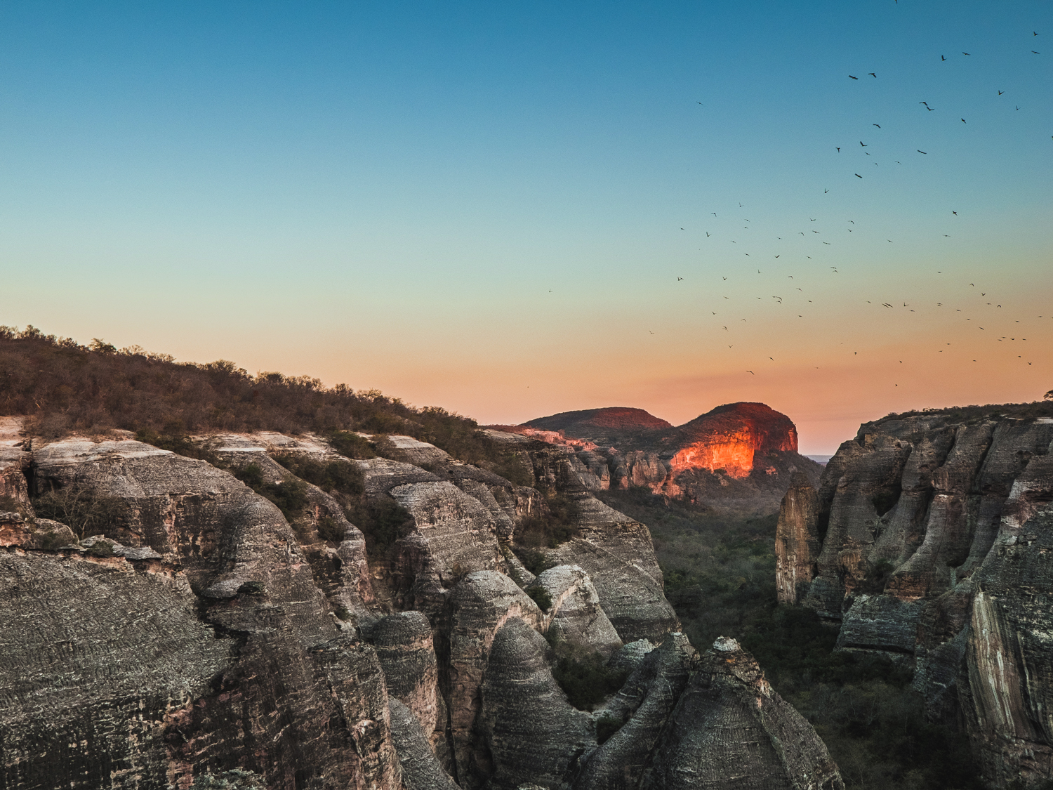 Voo de andorinhas ao pôr-do-sol
