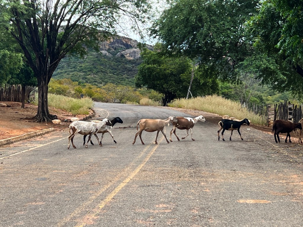 Animais cruzando a estrada