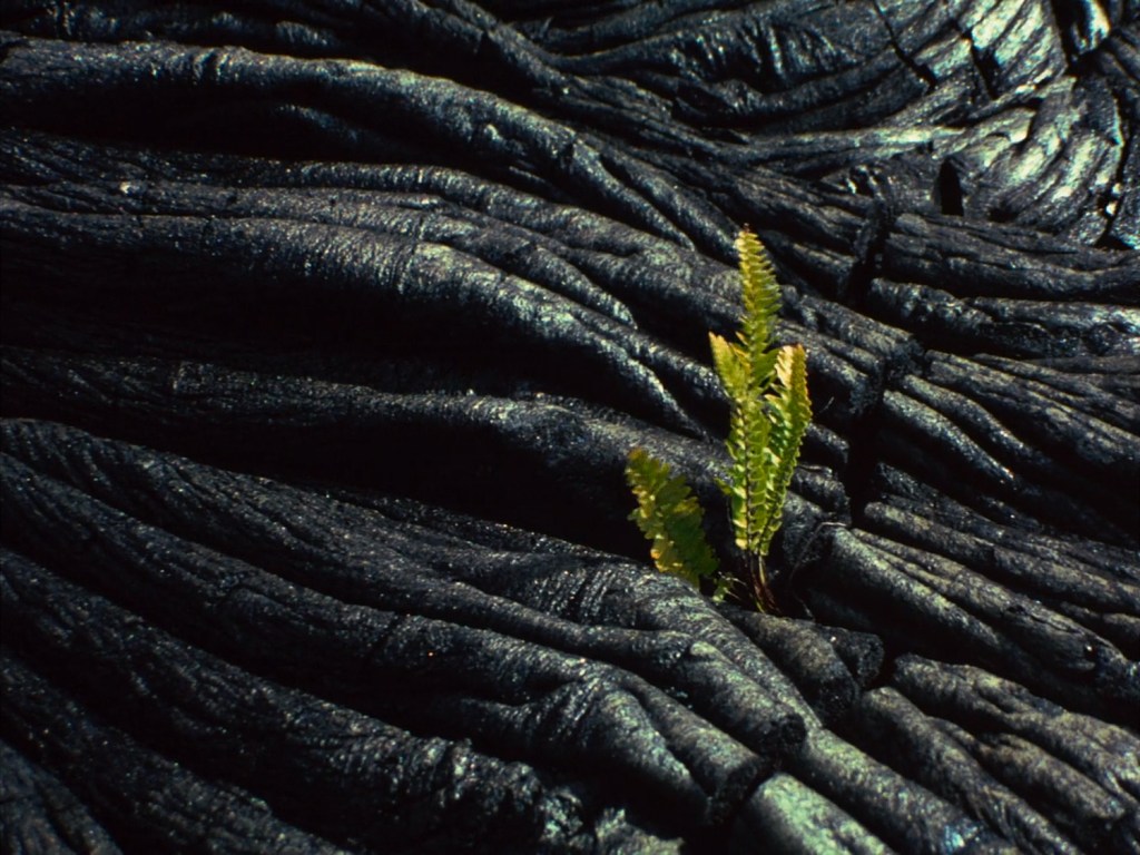 Planta em solo fértil