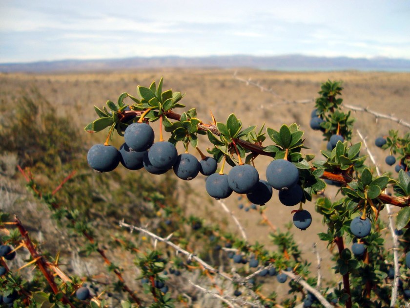 El Calafate recebeu esse nome devido a uma planta
