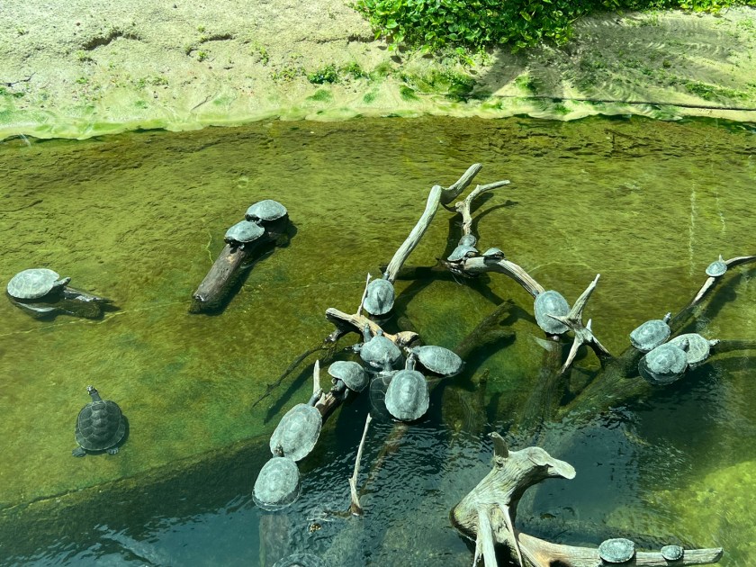 Tartarugas-da-amazônia