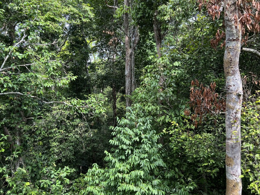 Musa - Museu da Amazônia