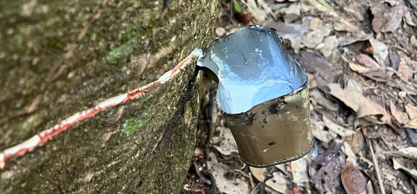 Extração da borracha