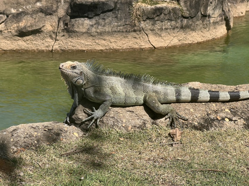 Iguana tomando sol à beira de uma fonte de água artificial.