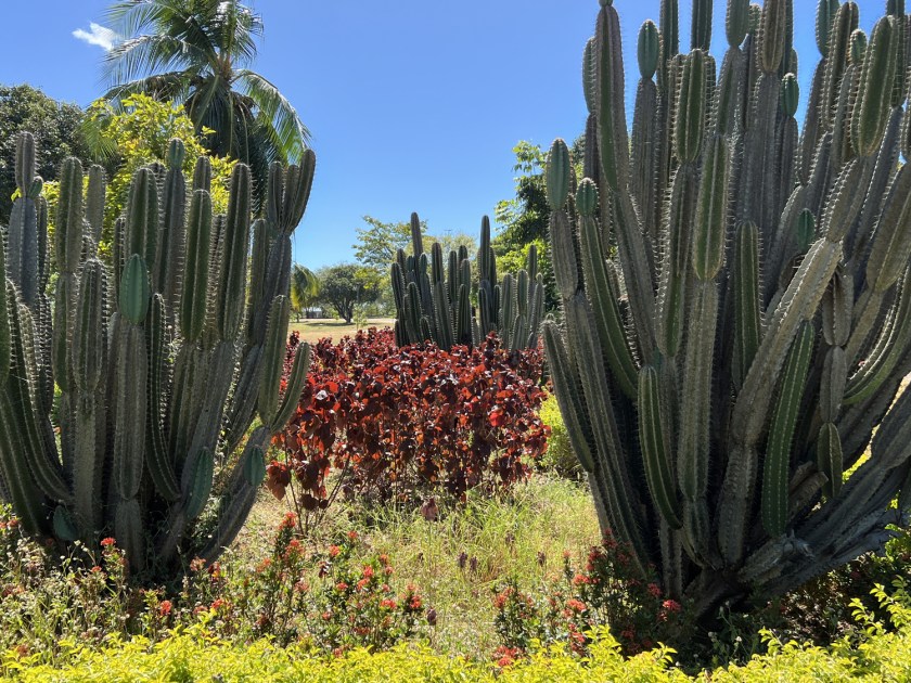 Canteiro com cactos grandes e outras plantas em uma praça.