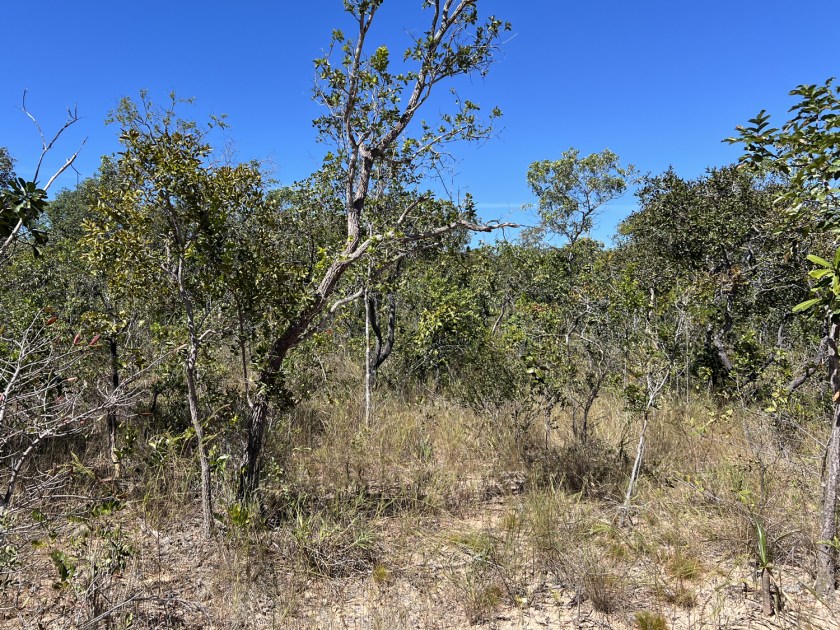 Vegetação seca do cerrado brasileiro.